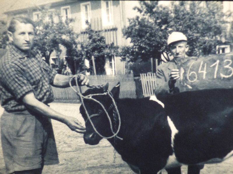 Historisches Foto, Männer mit Kühnen - Gutshof Doberschau